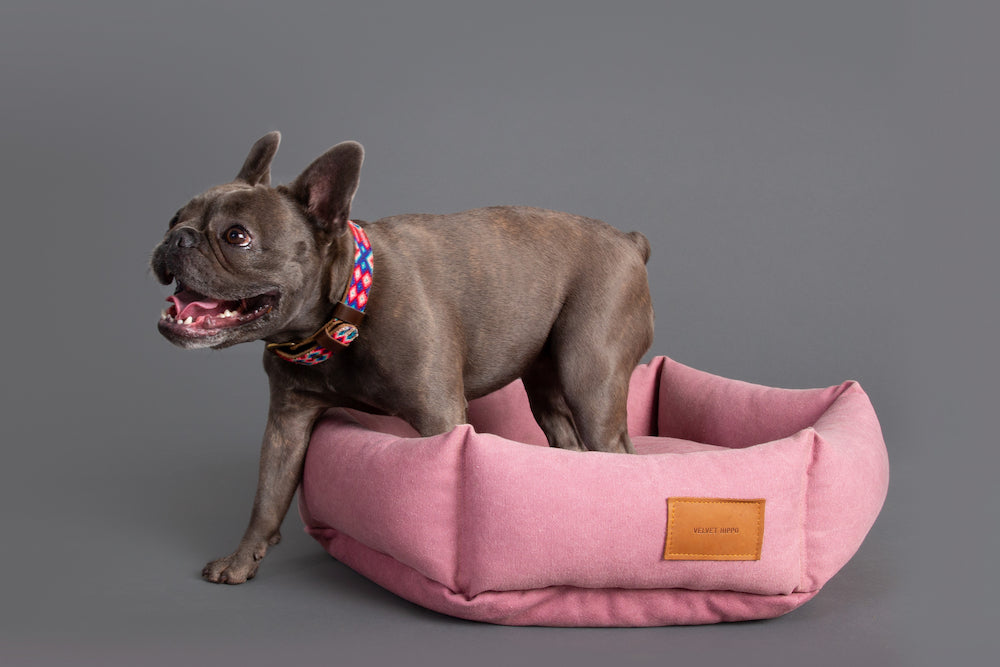 Meet the Velvet Hippo Dog Models