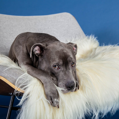 Asher Sheepskin Throws