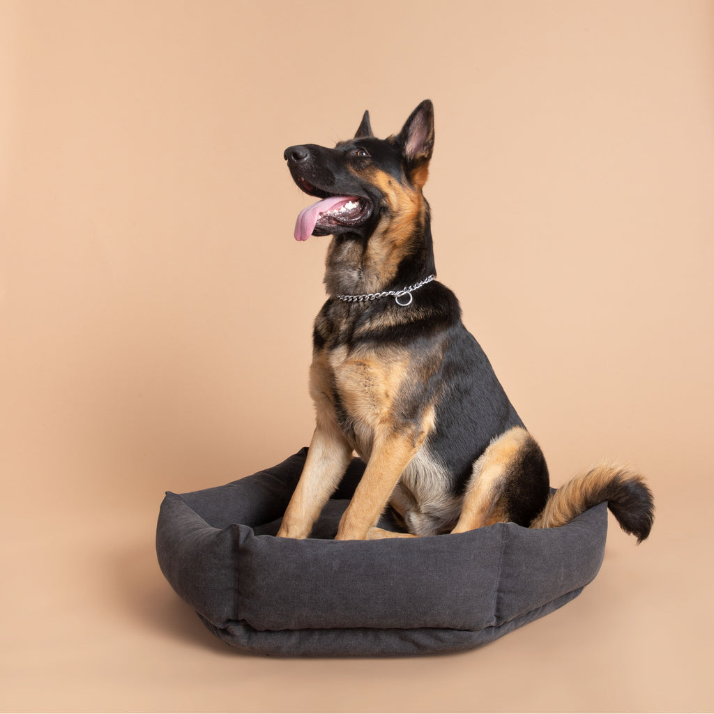 Size L   |  Bear, German shephard, 75 lbs.