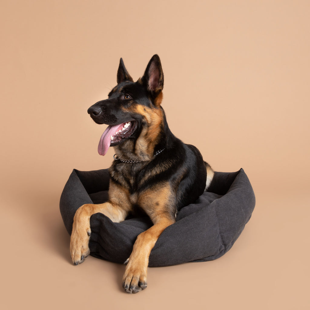 Size L   |  Bear, German shephard, 75 lbs.