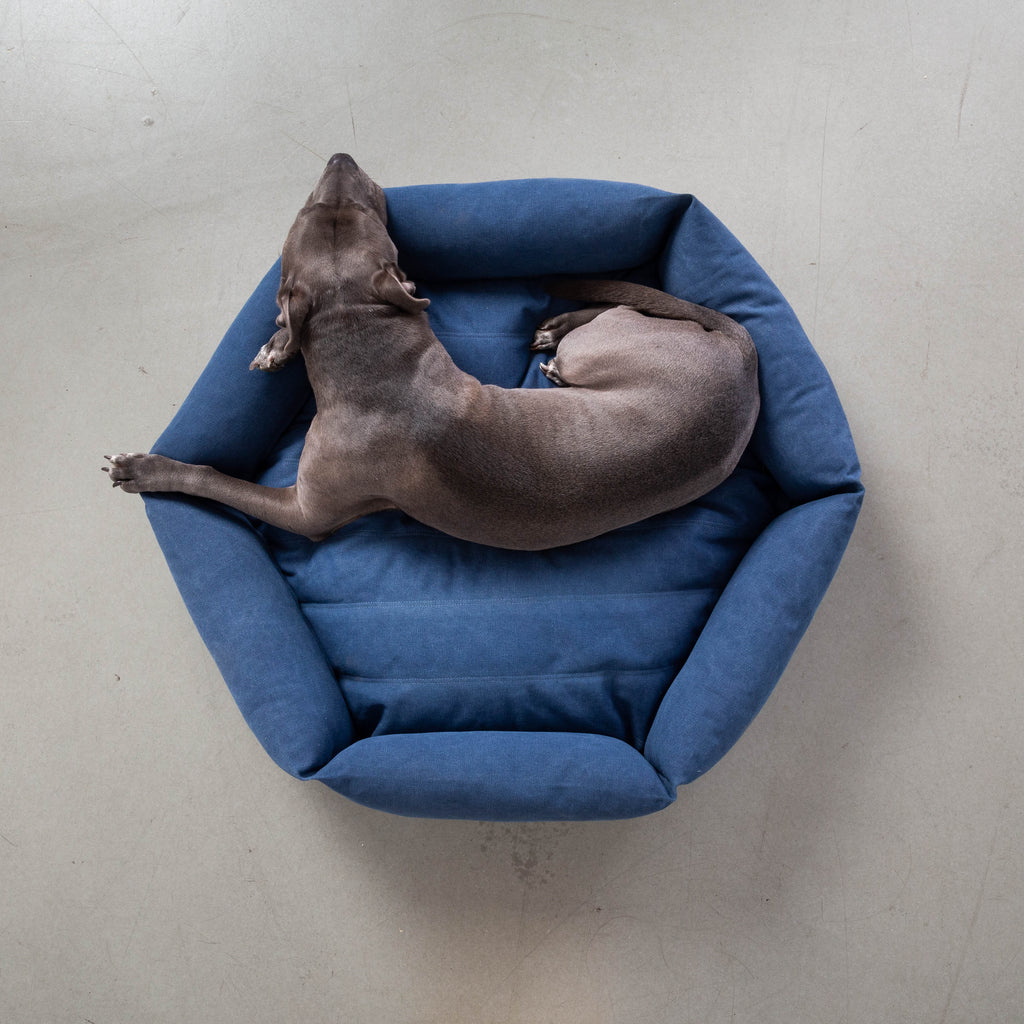 Size L   |  Rasta, Pit mix, 55 lbs.