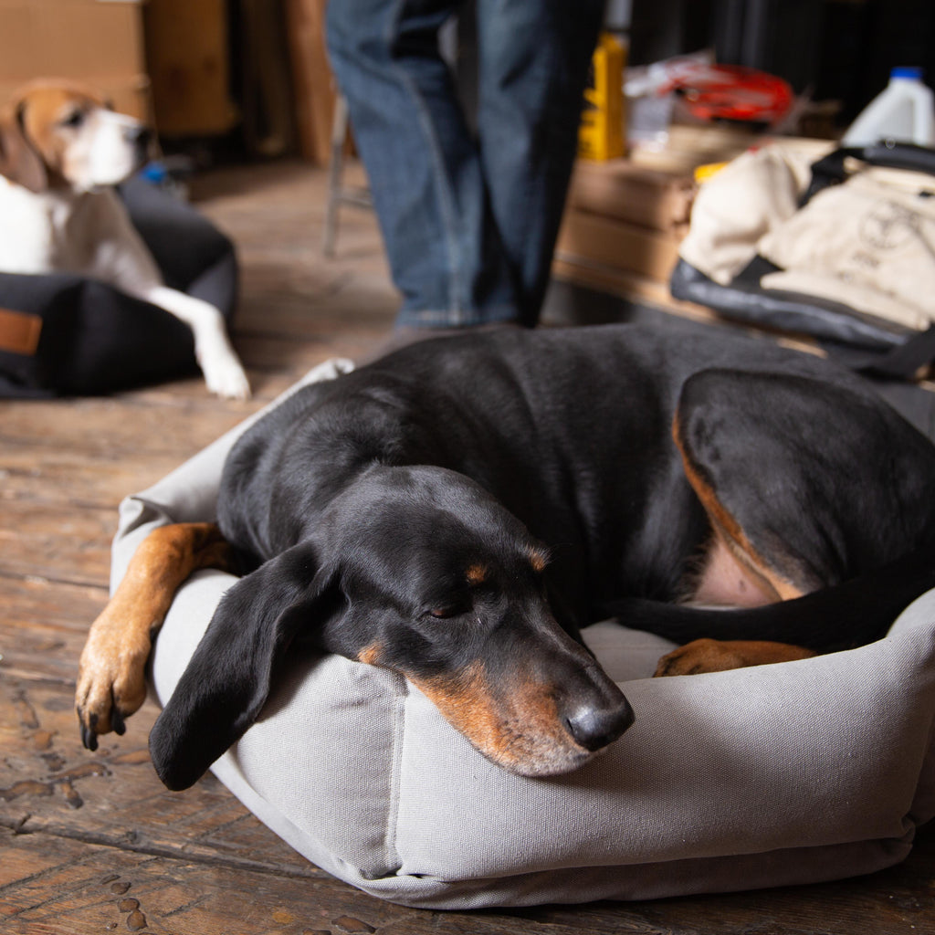 Size M   |  Boone, Coonhound, 55 lbs.