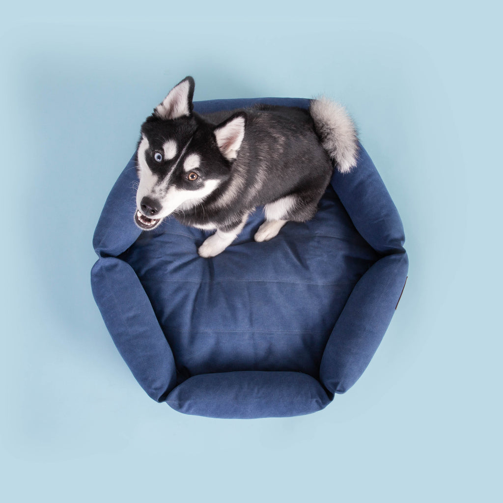 Size M   |  Luka, Pomsky, 25 lbs.