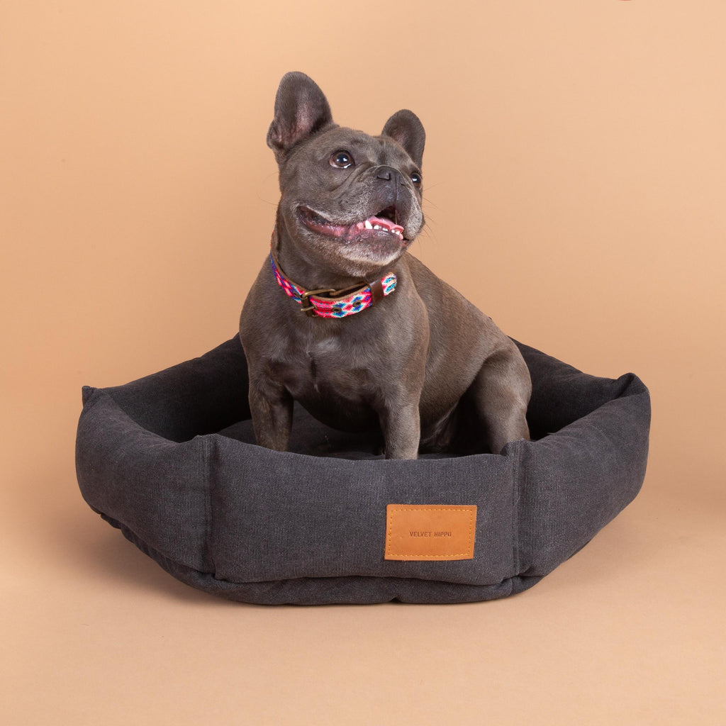 Size S   |  Momo, Frenchie, 20 lbs.