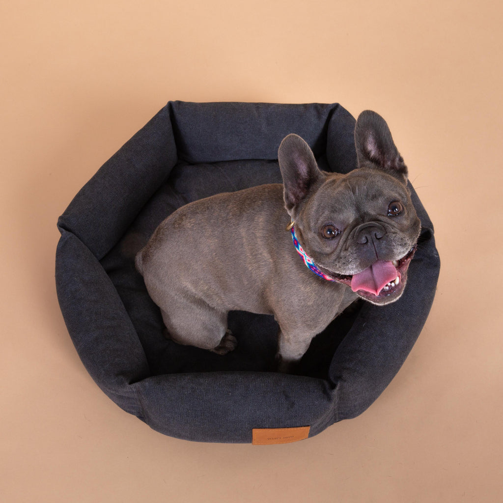 Size S   |  Momo, Frenchie, 20 lbs.