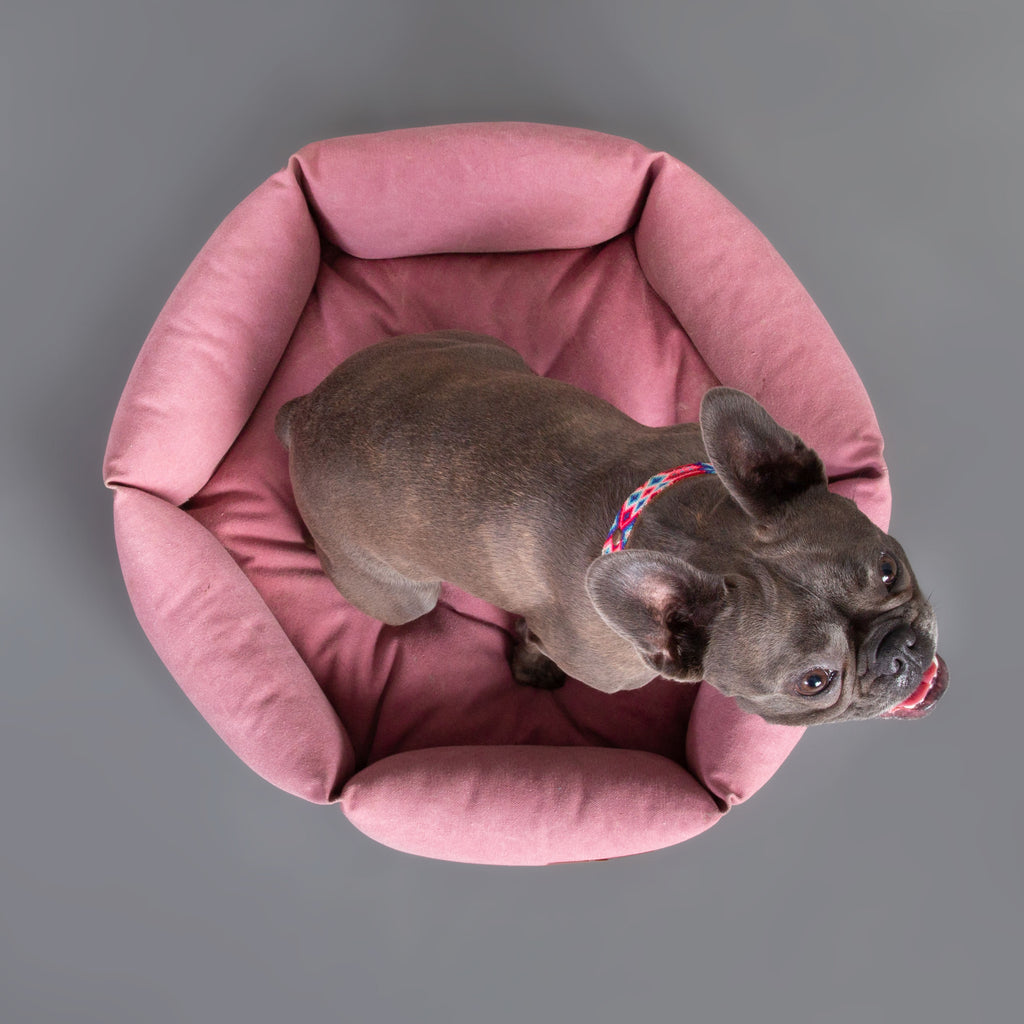 Size S   |  Momo, Frenchie, 20 lbs.