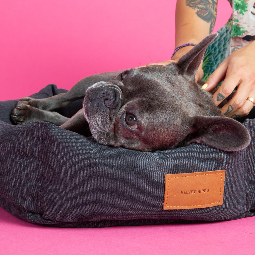 Size S   |  Momo, Frenchie, 20 lbs.