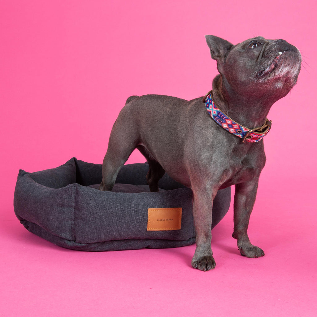 Size S   |  Momo, Frenchie, 20 lbs.