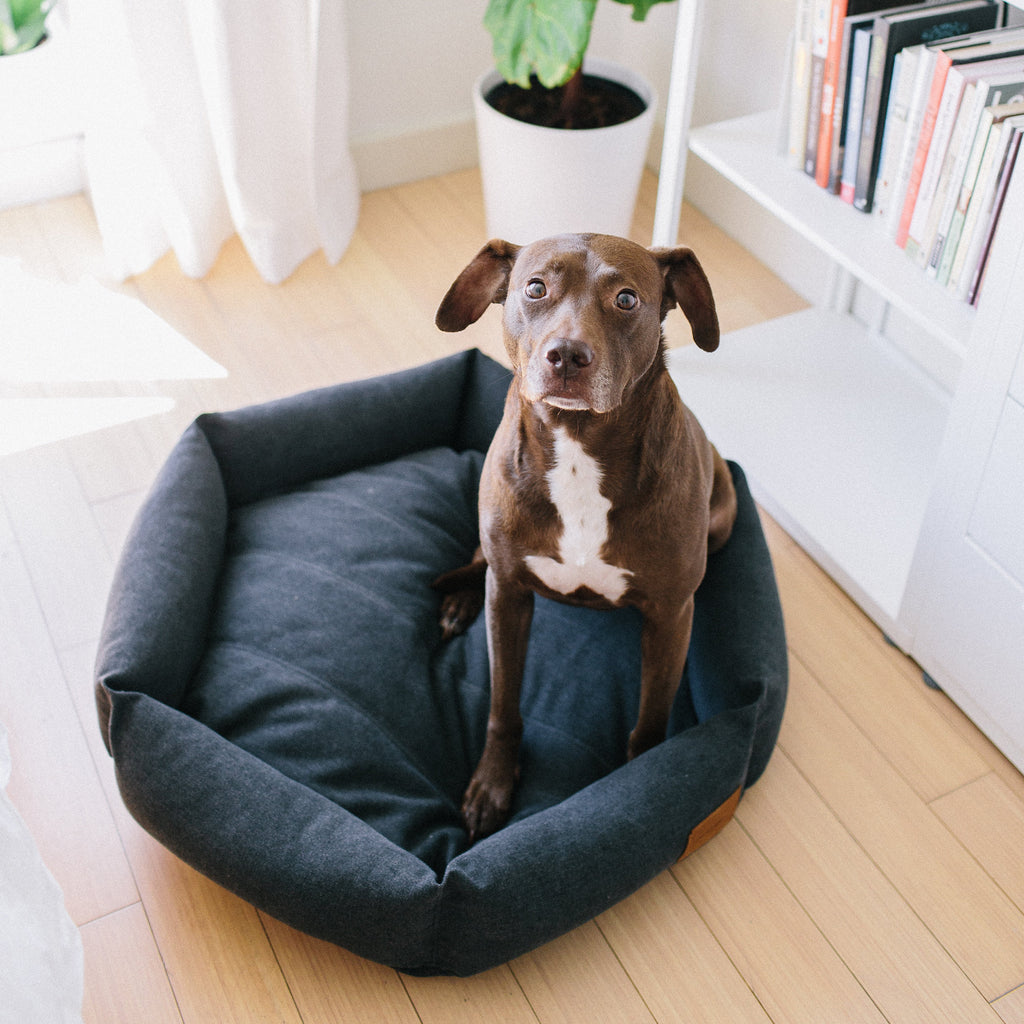 Size M   |  Hazel, Pit mix, 45 lbs.