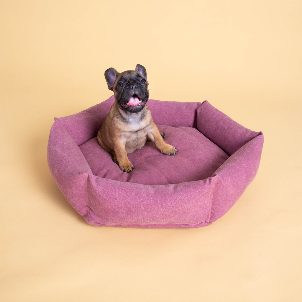 Size S   |  Ube, Frenchie puppy, 6 lbs.